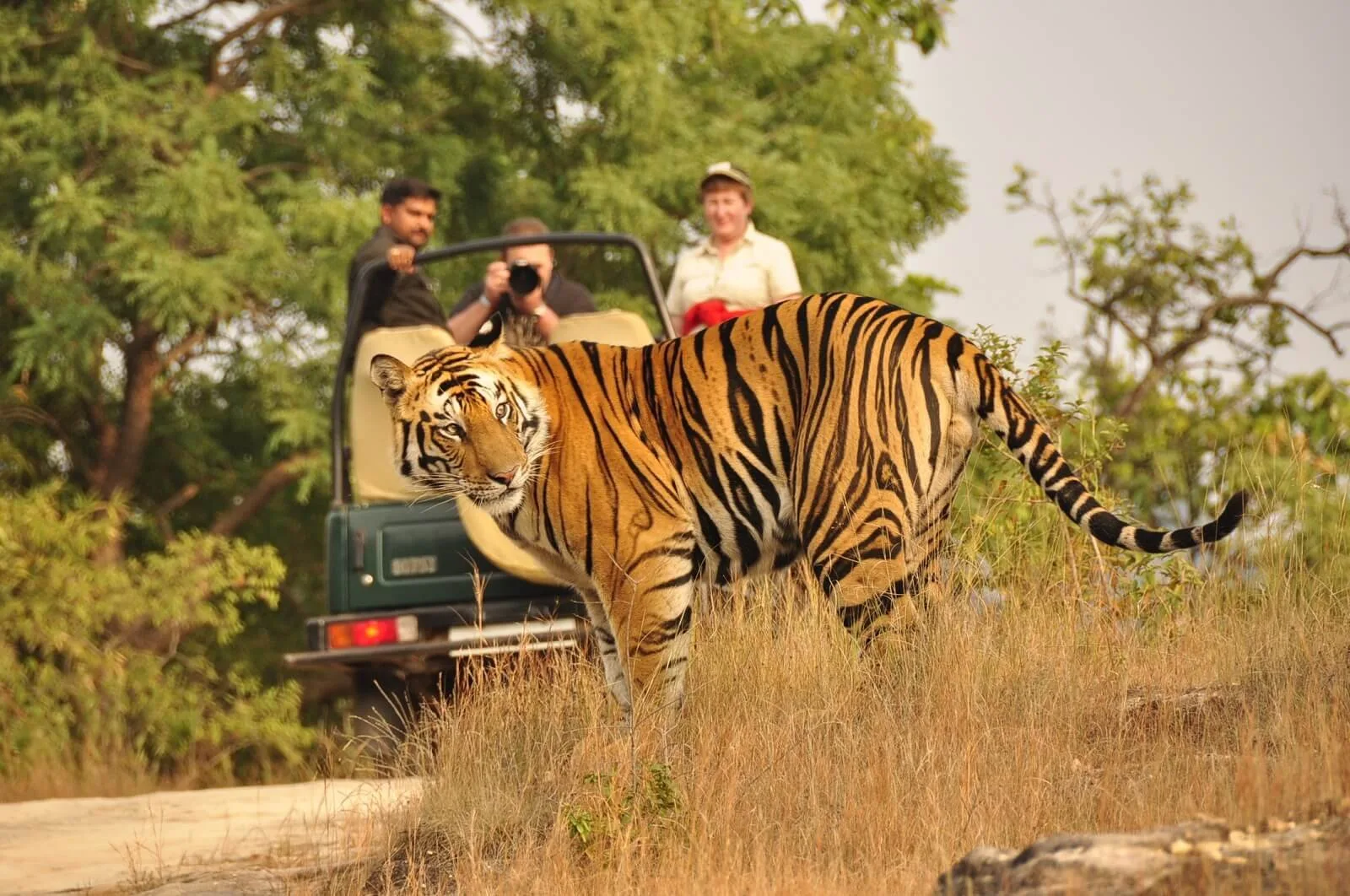 Safari au Rajasthan