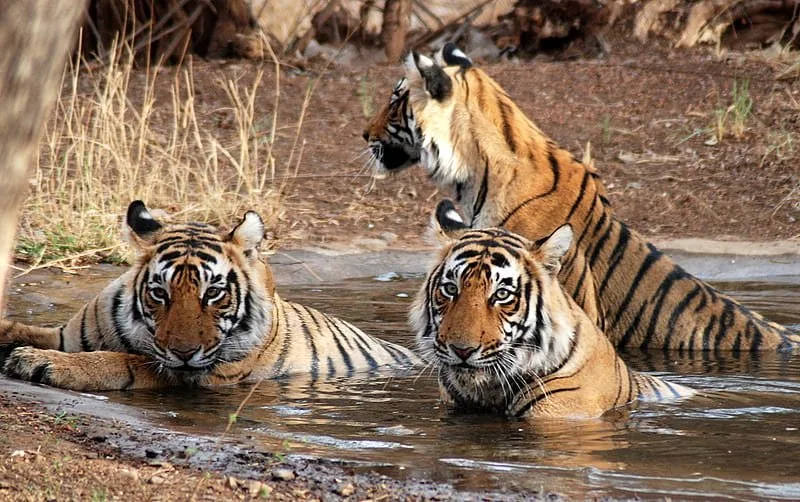 Photographie — Safari Tour au Rajasthan