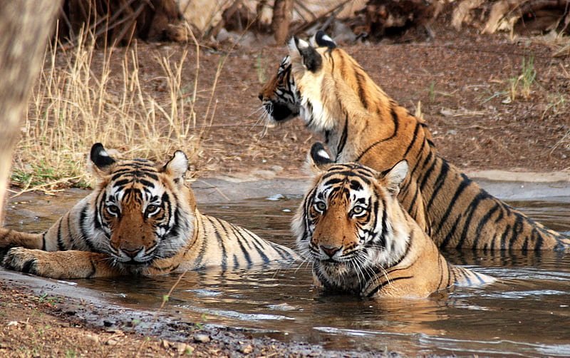Tigre dans le parc national de Ranthambore