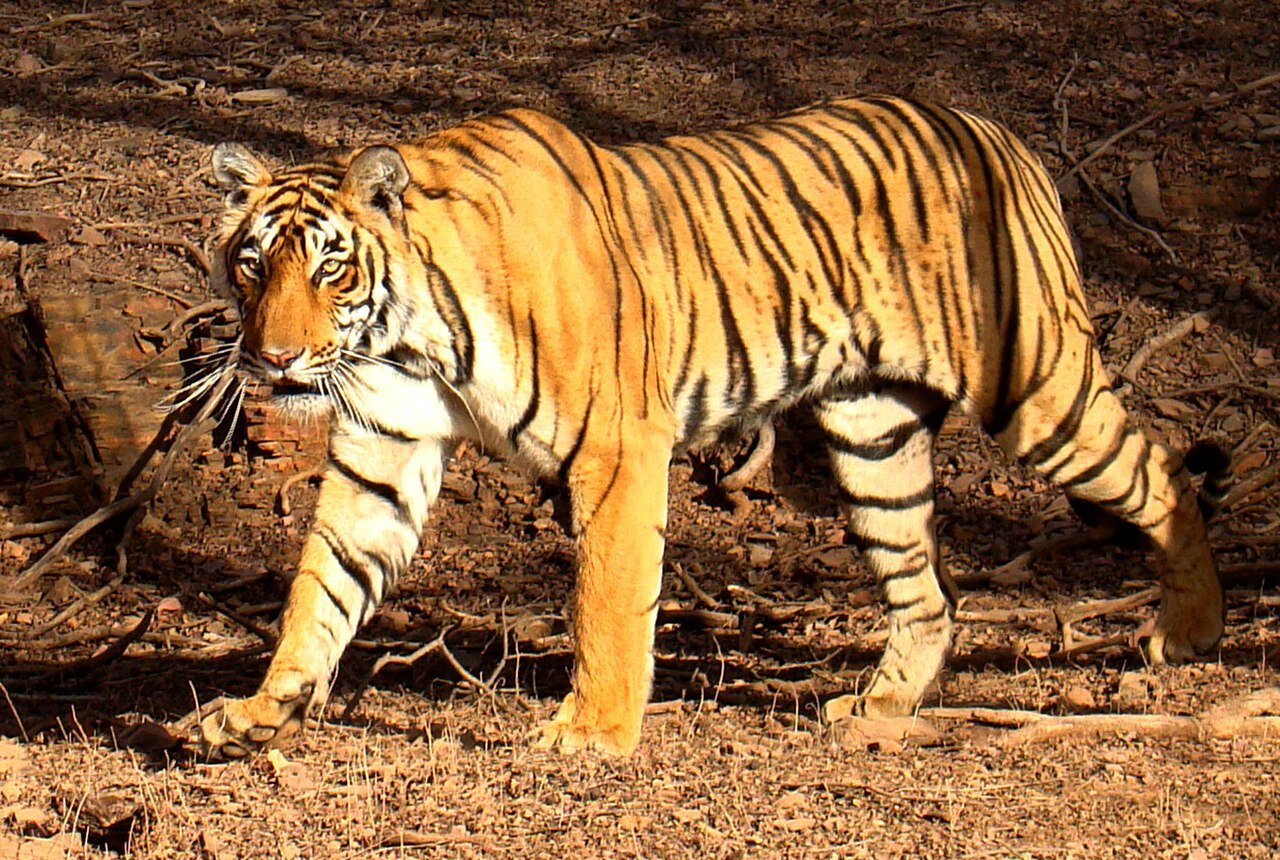 Safari en Jeep au Parc de Ranthambore